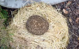 POMOC PRO FOXÍČKA, ASPENA A TAFFY-JACKA