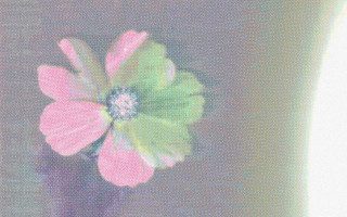 LADA: první album Všelijake kvety