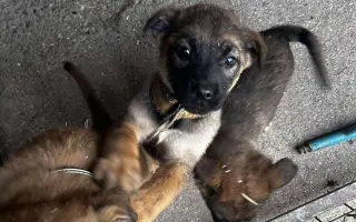 Vánoční sbírka pro opuštěná a týraná zvířata