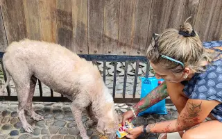 Pomozte vydat knihu Dům u kokosového stromu a dát psům na Bali šanci