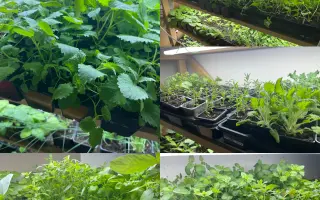 Podpořte bylinkový projekt Azeret Herbs