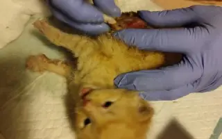 Pomůžete kočičkám bez domova?