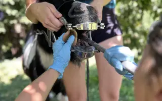 Pomozme třem statečným poníkům ke zdraví, které si sami vyběhat nemohou