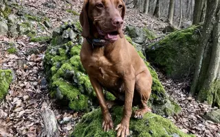 Ať může Hany zase běhat