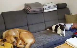 Darujte prosím Roxy život – šance na operaci a další roky plné radosti