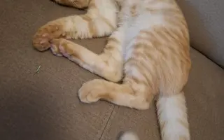 Pomozte s úhradou léčby kocourka Benjamina