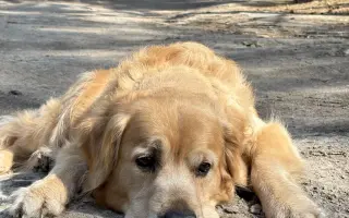 Zlatý Artur a jeho boj s mastocytomy