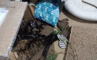 Kočička Firdous sní o dni kdy si bude moct znovu hrát