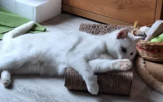 9 nalezených Lásek