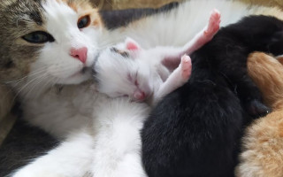 Pomozte vybavit dočasné péče pro březí kočičky a koťátka