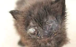 Bude zvířecí útulek Destiny Pet naplno fungovat i v roce 2026?