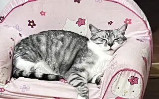 Daisy bojuje o život. Pomozme jí znovu dýchat
