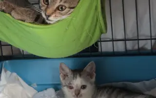 Staňte se nadějí pro kočičky bez domova