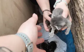 Proměňme společně kočičí svět v lepší místo 🐈