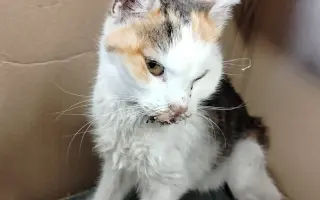 Pomohli jste uhradit veterinární péči pro kočičky z Kočičího štěstí, z.s.