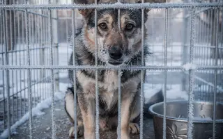 STOP ZMRZLÝM ČUMÁČKŮM - uděláme topení v kotcích