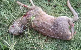 Mláďata na jaře, ostatní zvířata celoročně - ti všichni nás potřebují!