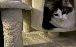 Zachraňme Mikyho: potřebuje operaci močového kamene