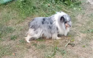 Pomozte zachráněným pejskům na cestě za novým životem 🐾