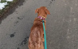 Nekonečný boj o záchranu zvířecích životů 😢