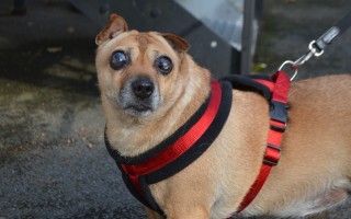 Pomozme s veterinárními náklady opuštěným zvířatům