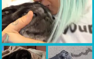 Pomozte nemocnému Maxovi a 14 drobečkům z velkomnožírny!