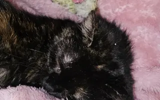 Kočička Eli a její boj s FeLV - pomozme ji k úlevě