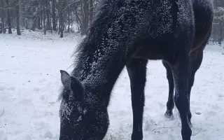 Operace pro Nitise - šance k jeho plnému uzdravení