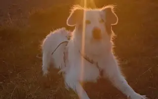 Šťastnější dny pro Miu