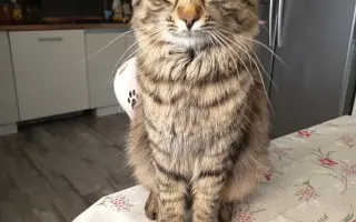 Pomozte Haribovi dostat šanci na život ❤️