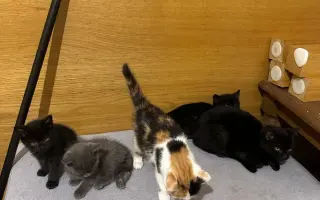 ZACHRAŇME KOŤÁTKA PŘED ZIMOU!