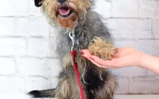 Pomáháme opuštěným a týraným psům najít cestu domů 🩷