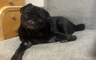 Záchrana nožičky pro Franka