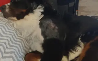 Pomozte Hubertovi chodit konečně bez bolesti ❤️