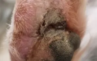 POMOC PRO FOXÍČKA - ZDRAVÝ DECH A PROTÉZA