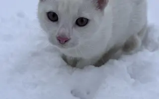 Sbírka pro Eliotka s nemocí FIP