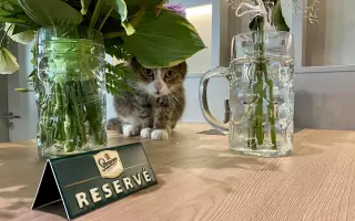 Podpořte vydání unikání knihy MODŘANSKÝ MIKEŠ