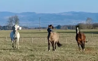 Pomozme schvácenému koni,aby mohl žít život bez omezení