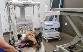 Pomohli jste Foxíčkovi, Aspenovi a Taffy-Jackovi