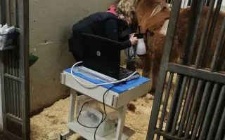 IRIS - bojovnice v těle islandského koně