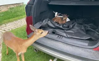 Pomozte nám naplnit jesle zachráněným ovcím a kozám z Farmy Kapsa