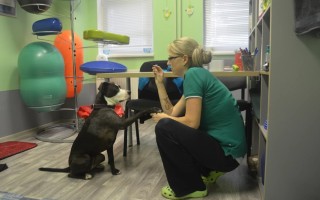 Pomozme s veterinárními náklady opuštěným zvířatům