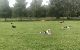 Pomozte nám udržet místo, kde dostává šanci každý pes.