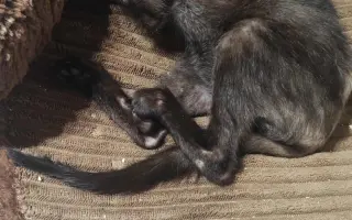 Druhá šance začíná tady: Rekonstrukce karantény pro kočky a skladu