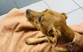 Pomozte naší Belle s akutním selháváním jater, budeme vděční za každou pomoc