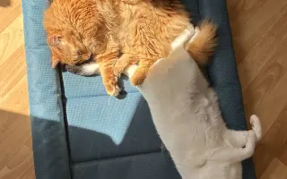Pomohli jste Rufíkovi v boji s FIP