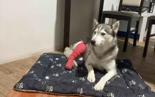 Pomozme Mie znovu na nohy 🐺 ❤️