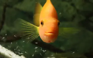 Vytvořme rybkám lepší domov!