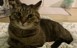 Urgentní léčba 6 letého kocourka Johnyho