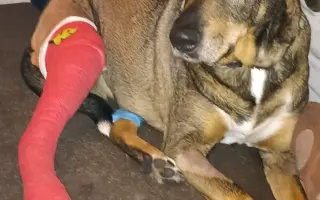 Pomozme Laki v boji s agresivním nádorem